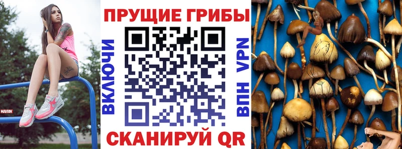 Псилоцибиновые грибы Cubensis  Кочубеевское 